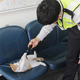 Image for article titled Korea's Cop Cats Will Arrest You with Cuteness